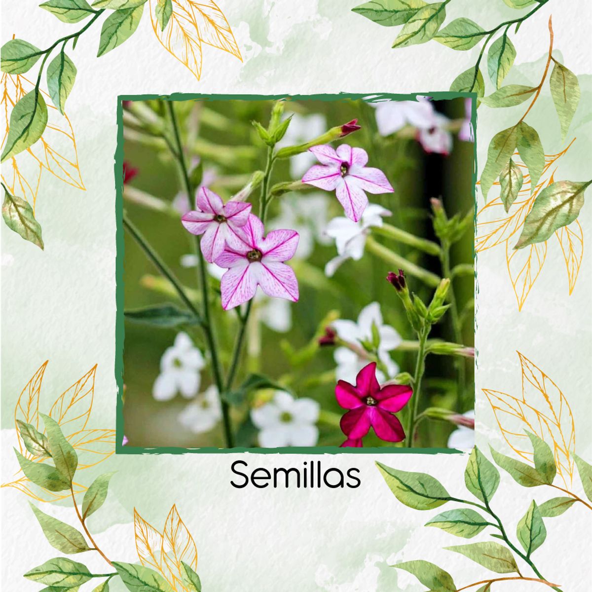 GENERICO - 80 Semillas Orgánicas De Flor Jazmín De Colores