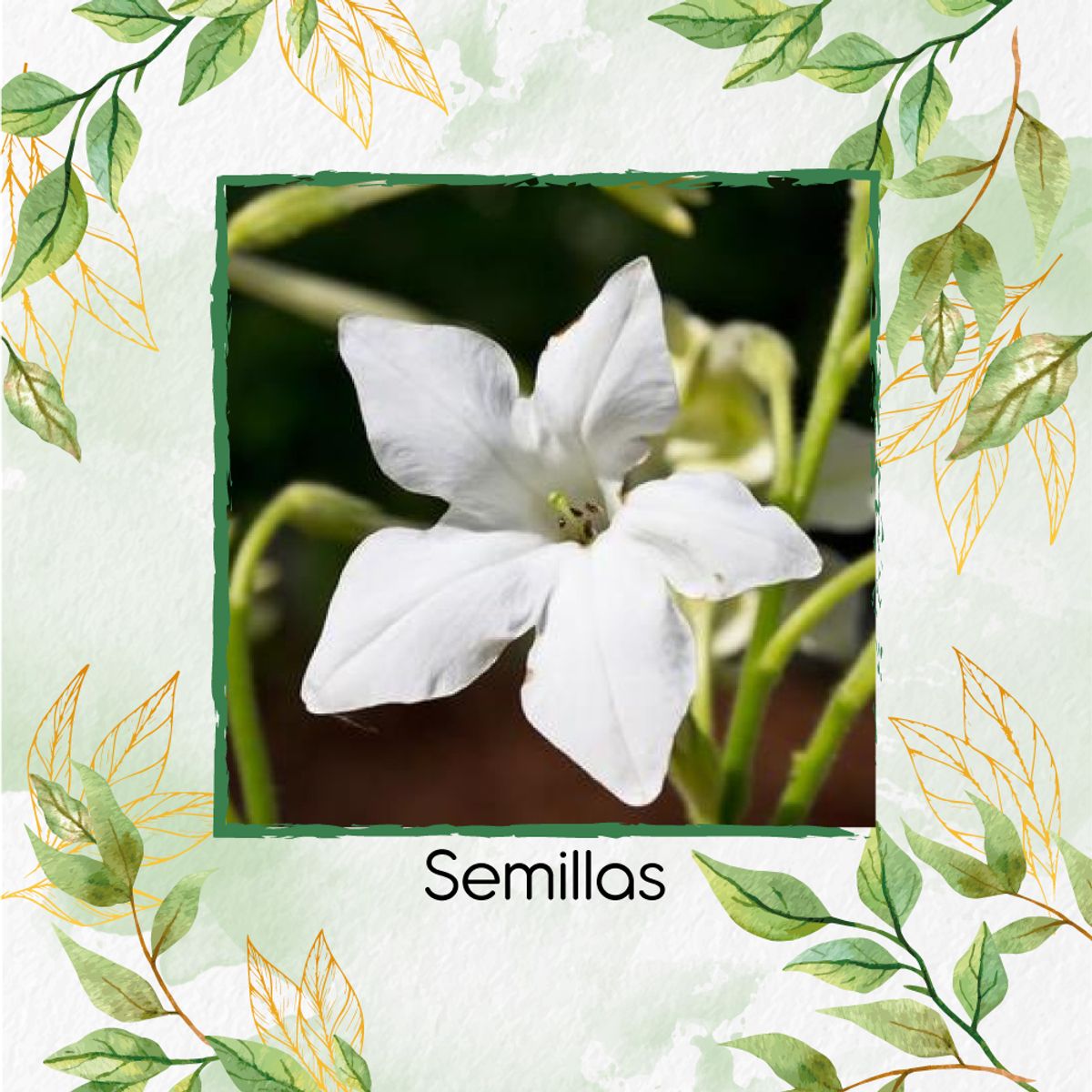 GENERICO - 20 Semillas Orgánicas De Flor Jazmín Blanco