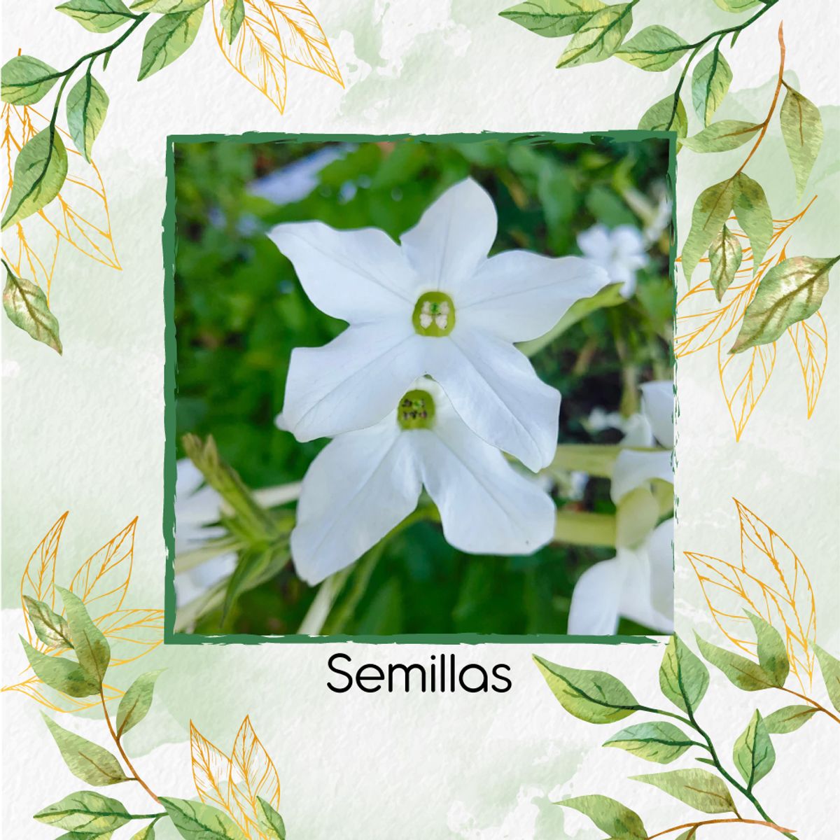 GENERICO - 800 Semillas Orgánicas De Flor Jazmín Blanco