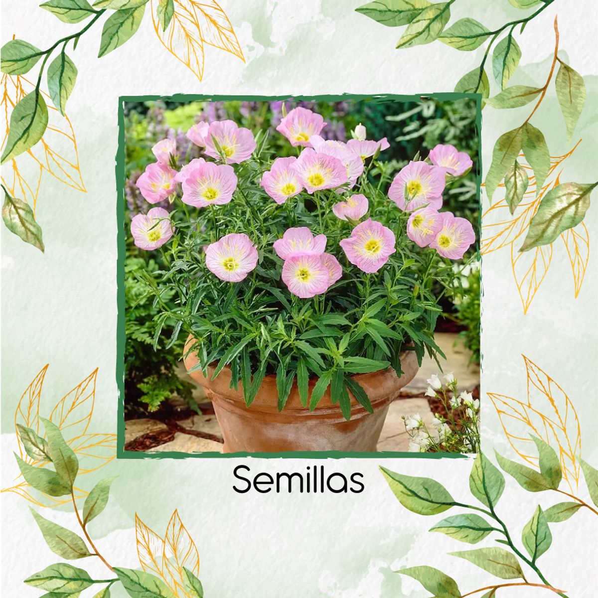 GENERICO - 1.600 Semillas Orgánicas De Flor Oenothera Onagra