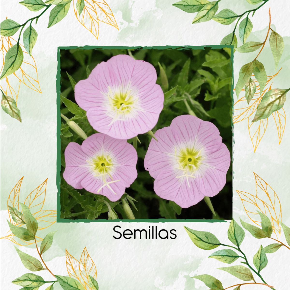 GENERICO - 1.600 Semillas Orgánicas De Flor Oenothera Onagra