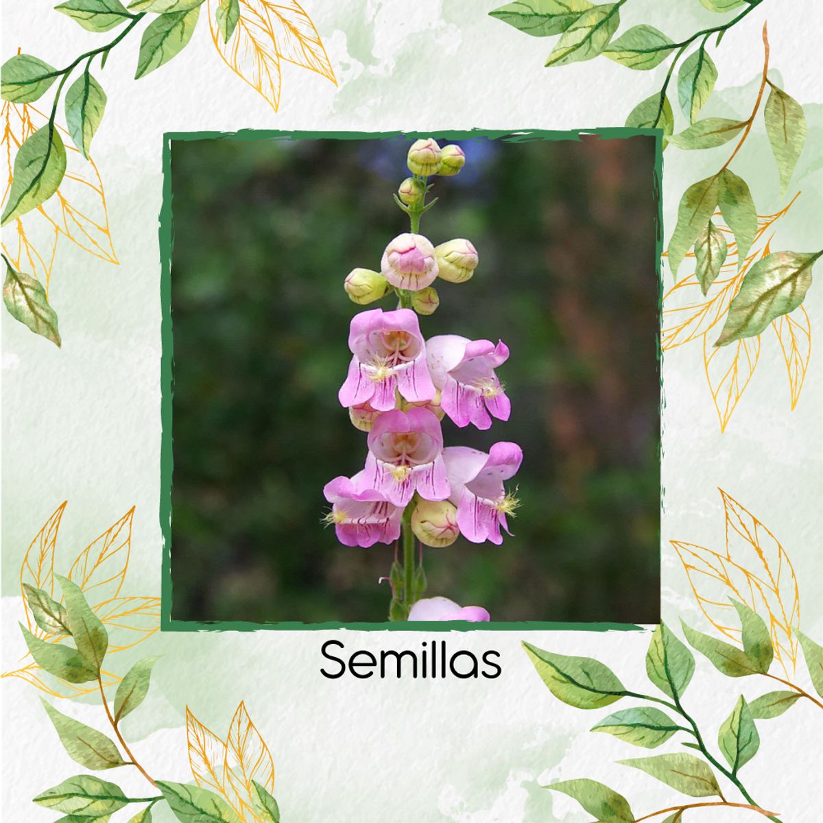 GENERICO - 50 Semillas Orgánicas De Flor Penstemon Palmers