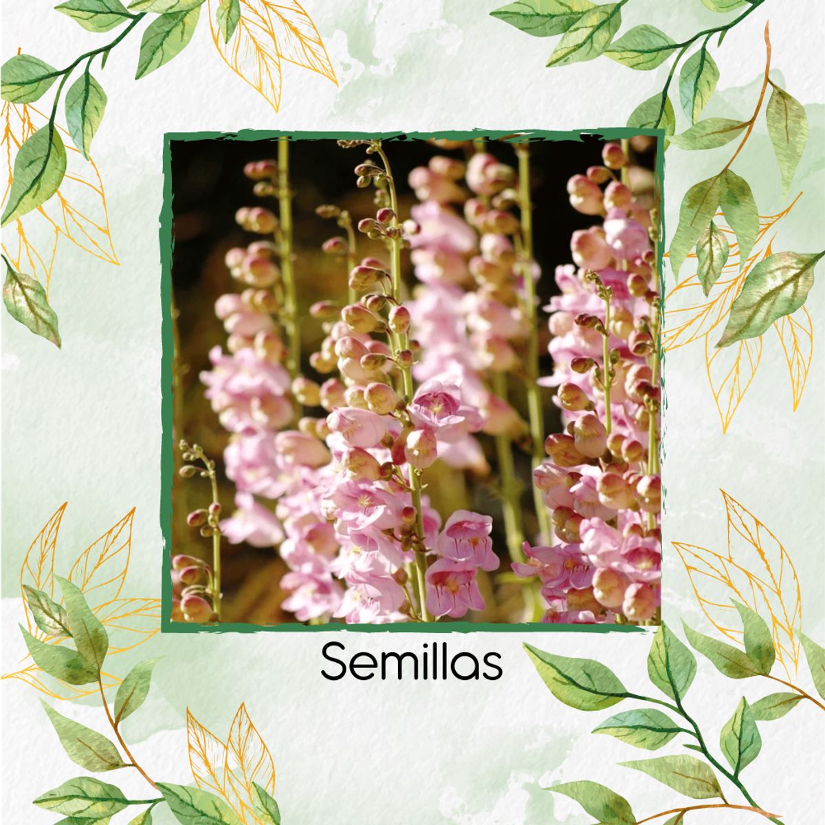 GENERICO - 50 Semillas Orgánicas De Flor Penstemon Palmers