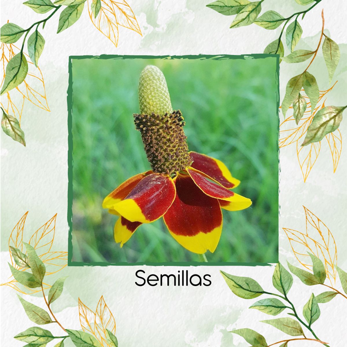 GENERICO - 100 Semillas Orgánicas De Flor Ratibida Amarilla Y Roja