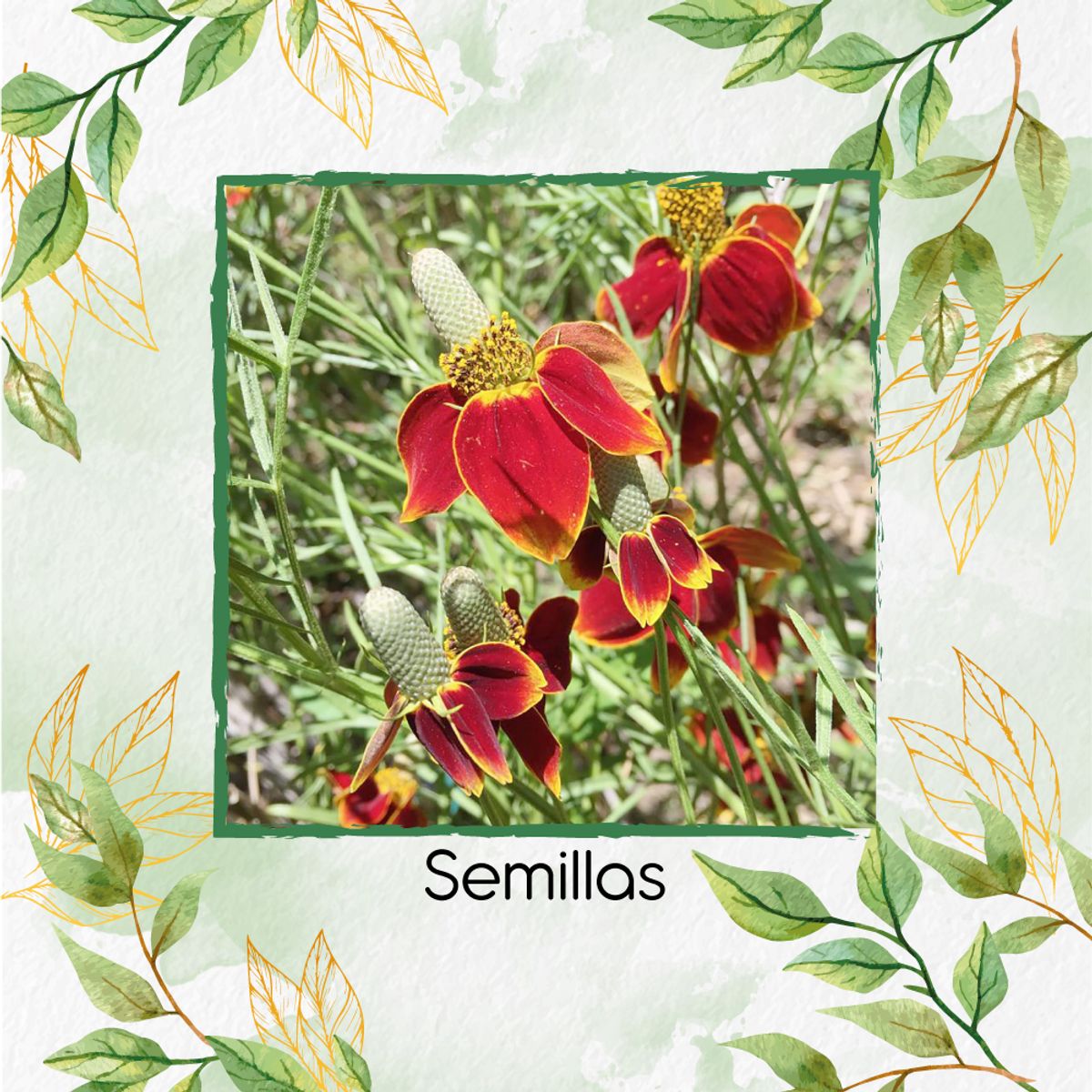 GENERICO - 400 Semillas Orgánicas De Flor Ratibida Amarilla Y Roja