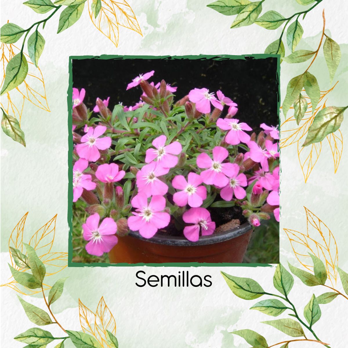 GENERICO - 2.000 Semillas Orgánicas De Flor Saponaria