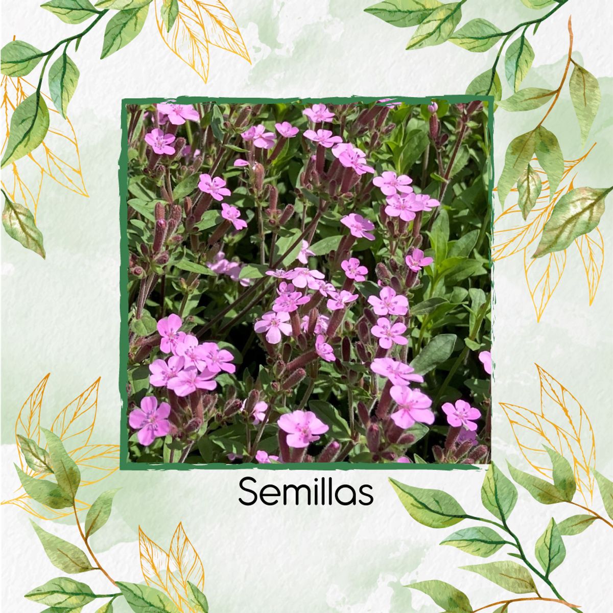 GENERICO - 2.000 Semillas Orgánicas De Flor Saponaria