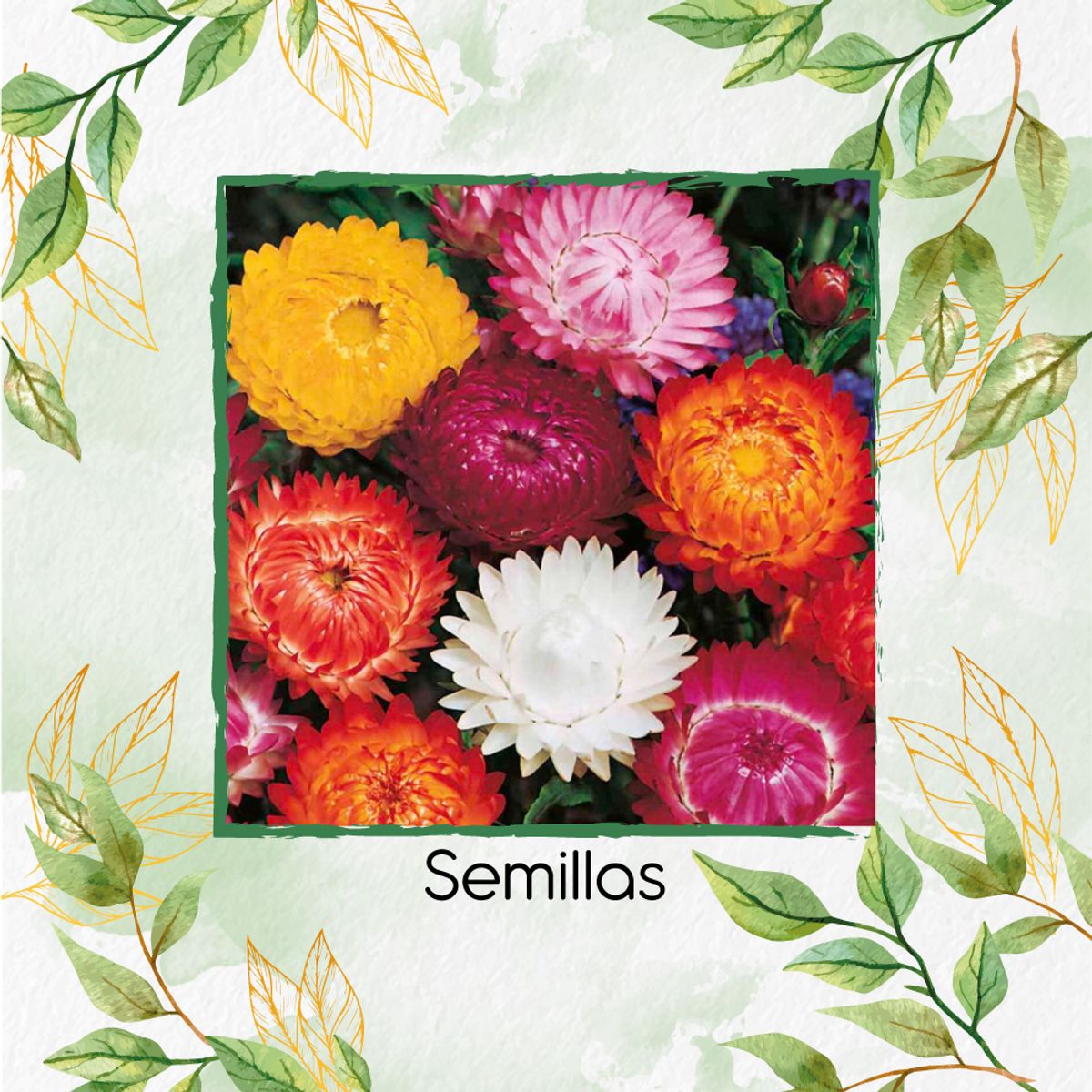 GENERICO - 80 Semillas Orgánicas Flor De Paja Doble Alta