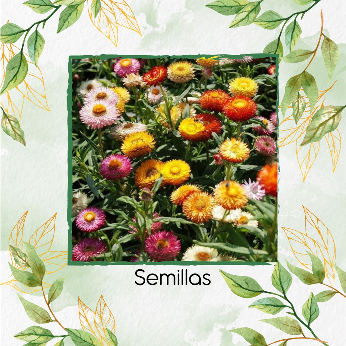 GENERICO - 80 Semillas Orgánicas Flor De Paja Doble Alta