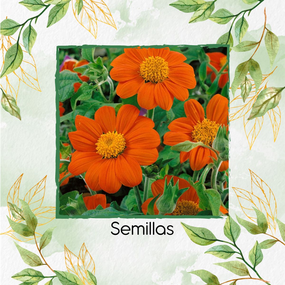 GENERICO - 160 Semillas Orgánicas De Tithonia Goldfinger