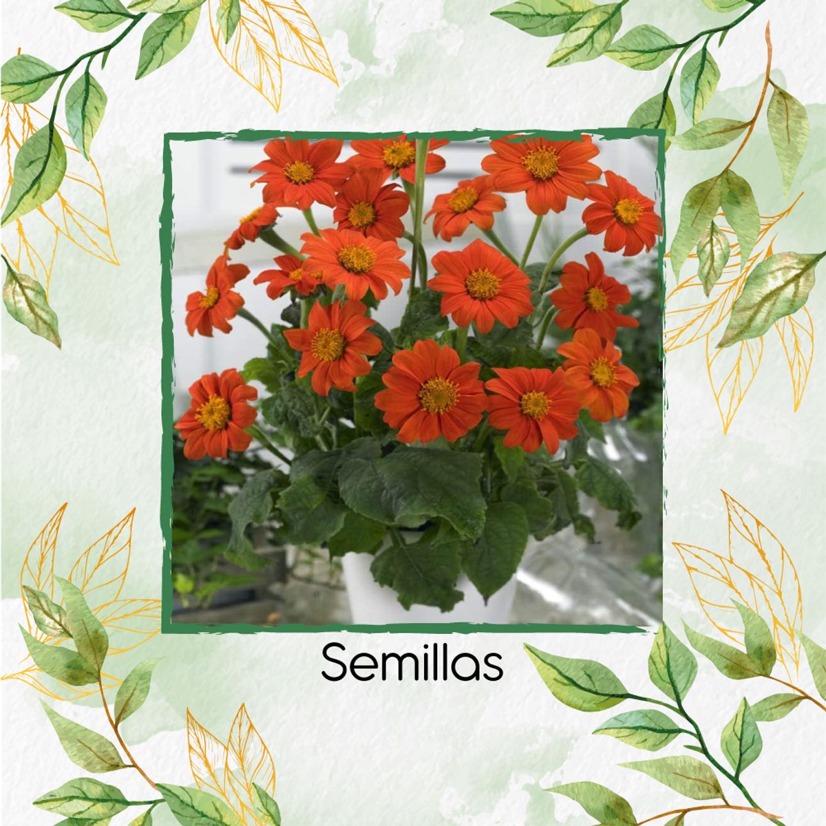 GENERICO - 160 Semillas Orgánicas De Tithonia Goldfinger