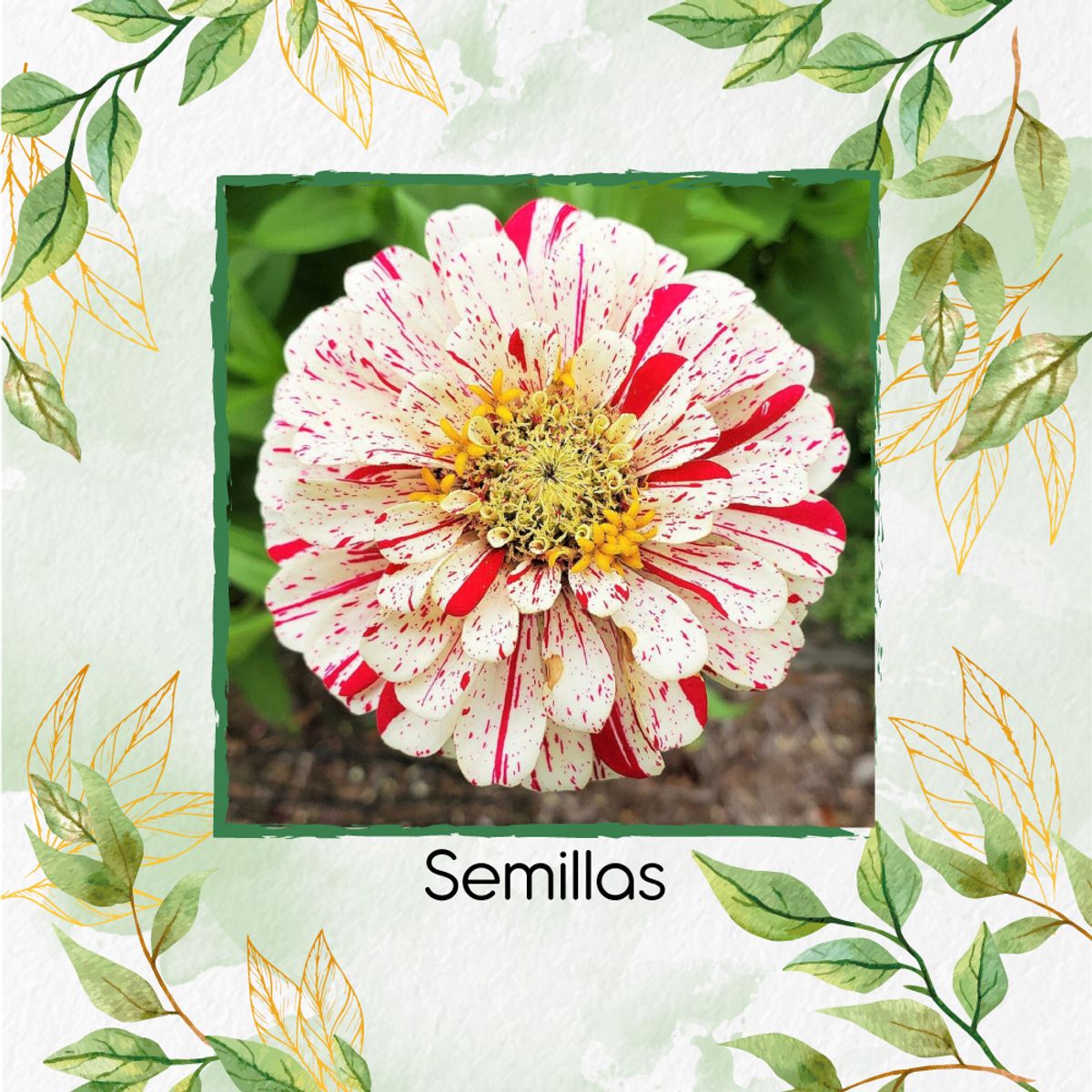 GENERICO - 80 Semillas Orgánicas De Flor Zinnia Menta Doble