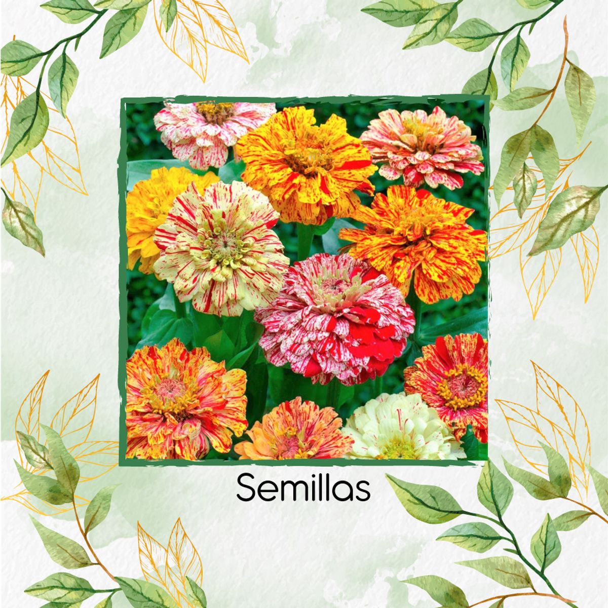 GENERICO - 80 Semillas Orgánicas De Flor Zinnia Menta Doble
