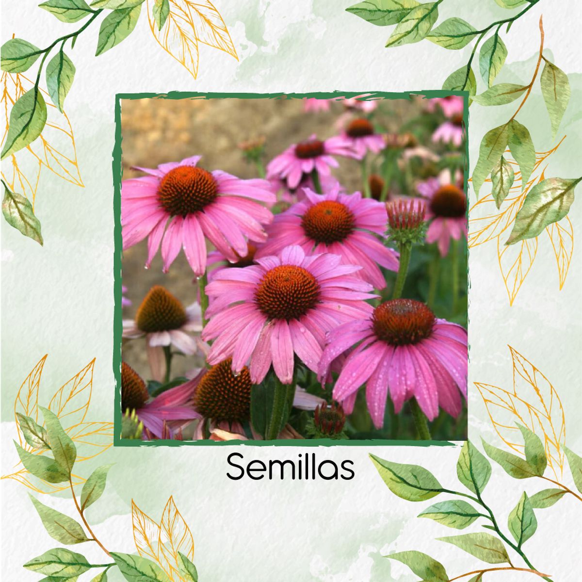 GENERICO - 2.000 Semillas Orgánicas De Flor Equinácea Púrpura