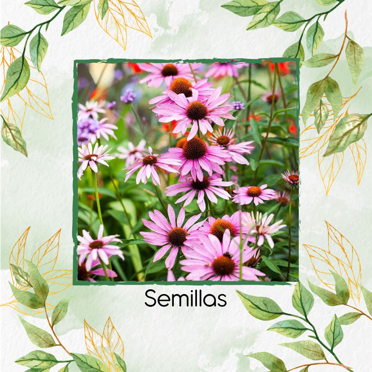 GENERICO - 2.000 Semillas Orgánicas De Flor Equinácea Púrpura