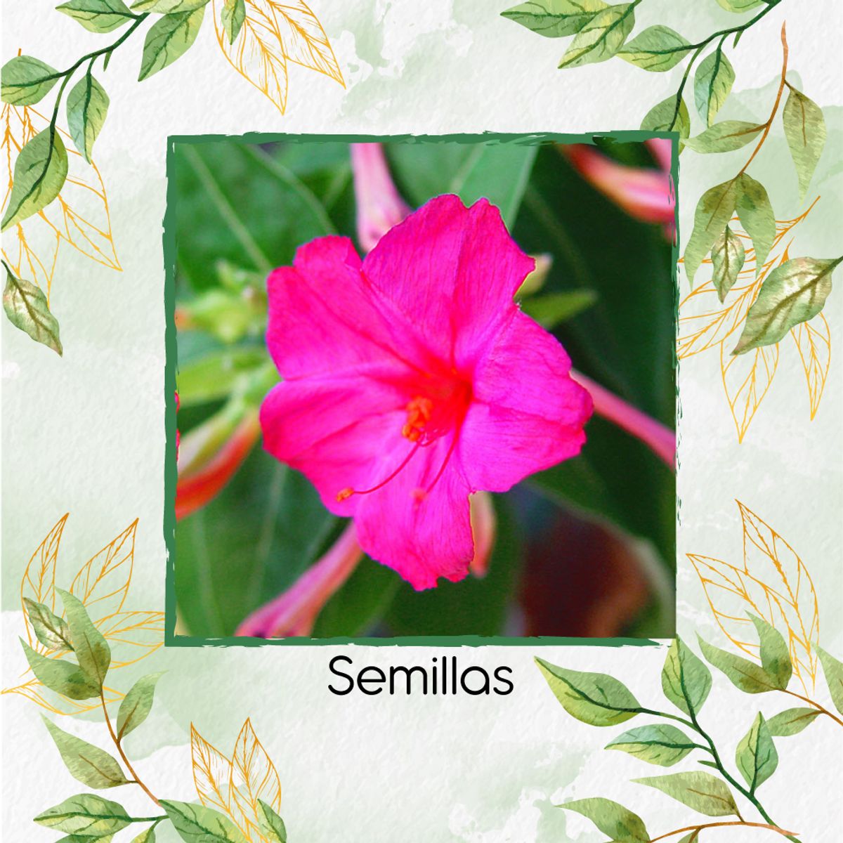 GENERICO - 10 Semillas Orgánicas De Flor Marvel De Perú