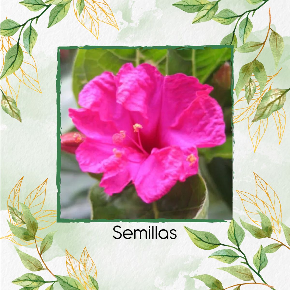 GENERICO - 10 Semillas Orgánicas De Flor Marvel De Perú