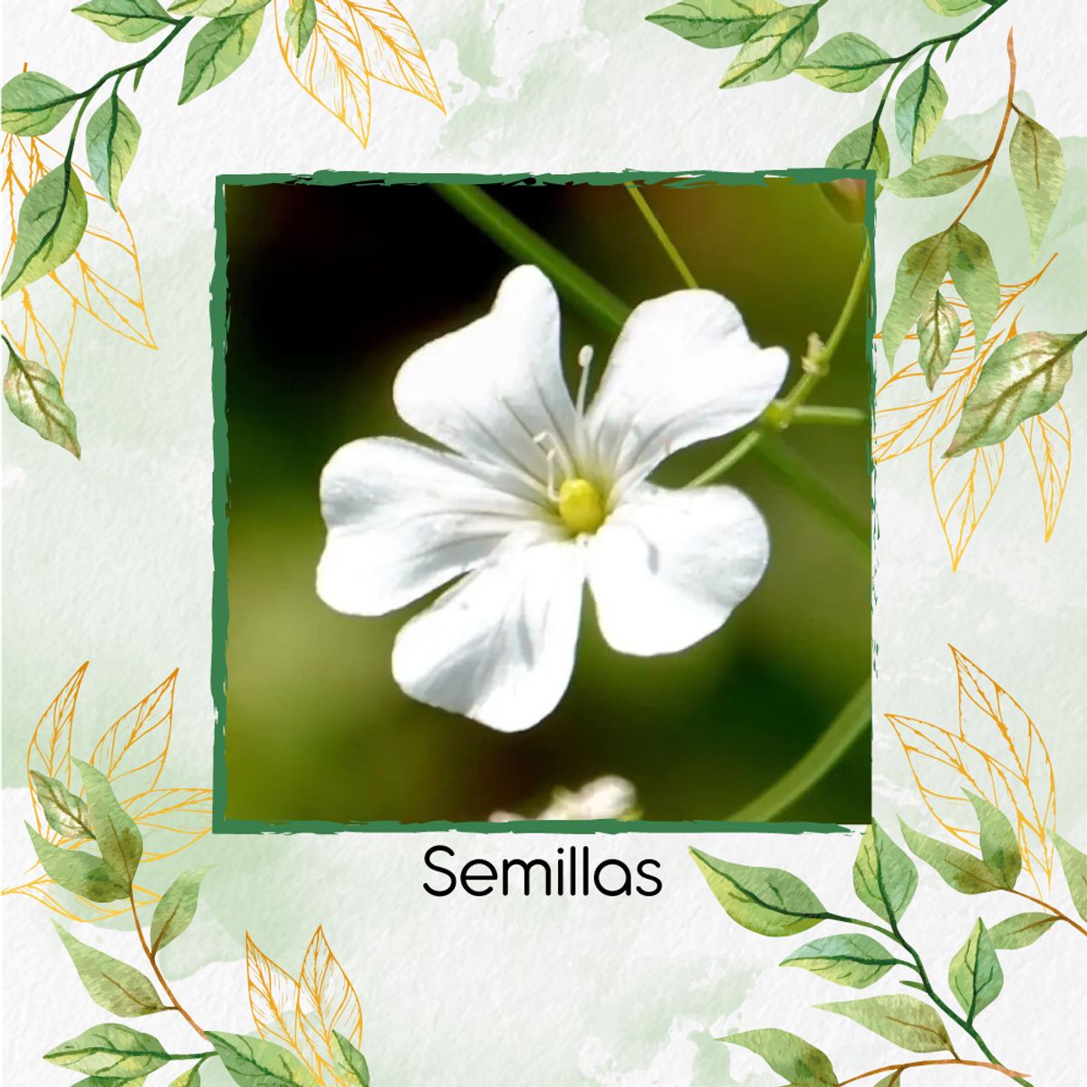 GENERICO - 4.000 Semillas Orgánicas De Flor Gypsophila Covent