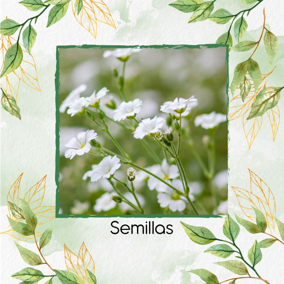 GENERICO - 4.000 Semillas Orgánicas De Flor Gypsophila Covent