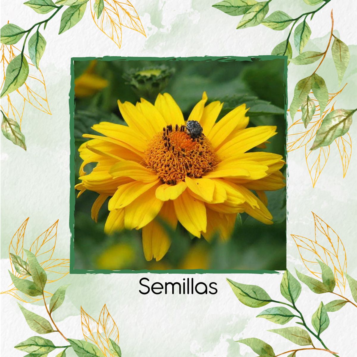 GENERICO - 50 Semillas Orgánicas De Flor Heliopsis - Sol De Verano