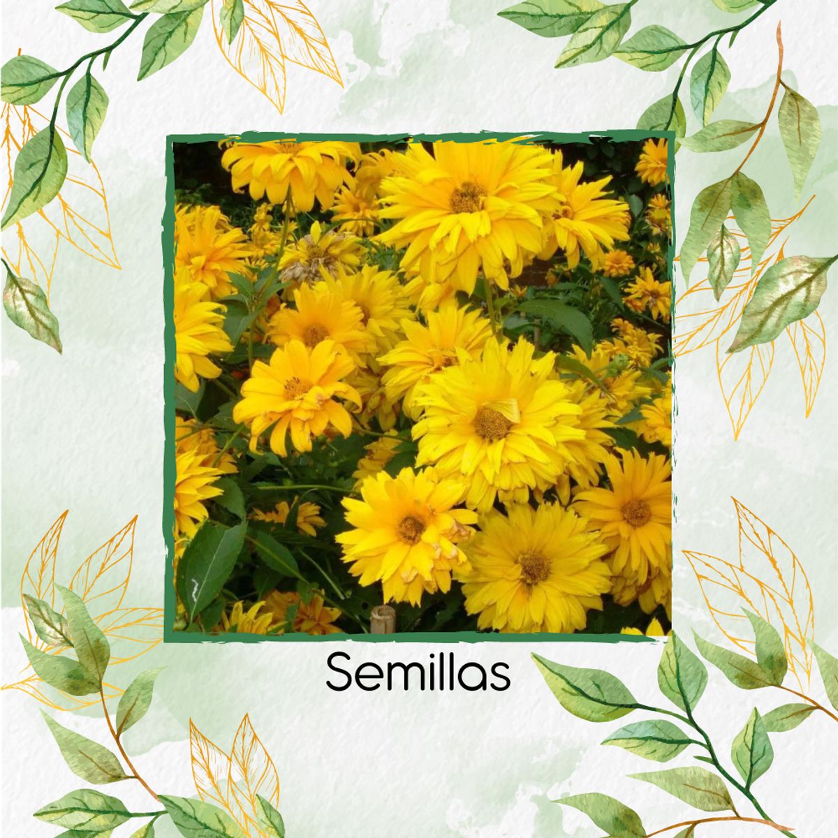 GENERICO - 50 Semillas Orgánicas De Flor Heliopsis - Sol De Verano