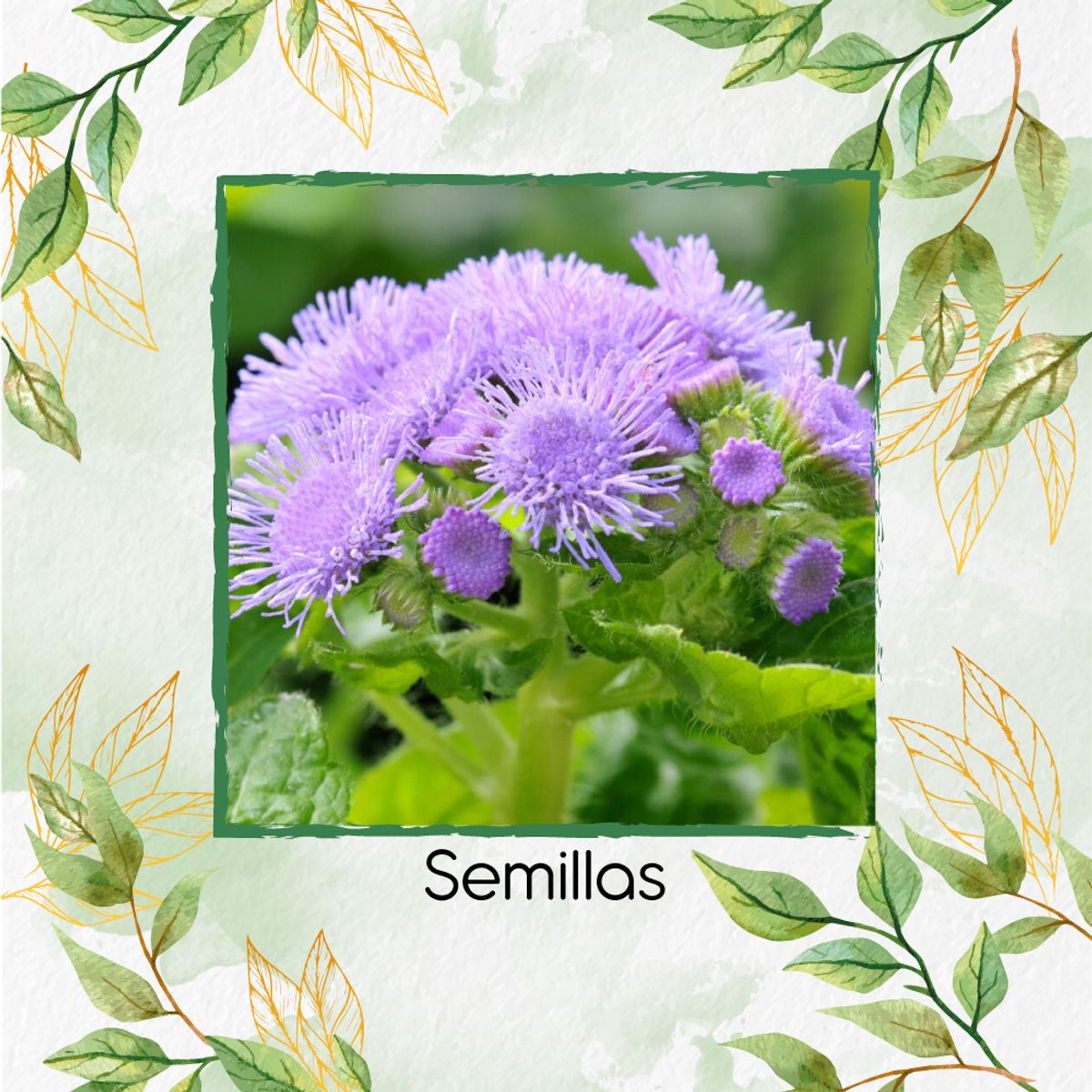 GENERICO - 200 Semillas Orgánicas De Flor Ageratum Visón Azul Enano