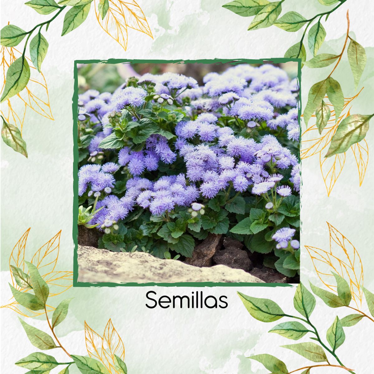 GENERICO - 200 Semillas Orgánicas De Flor Ageratum Visón Azul Enano