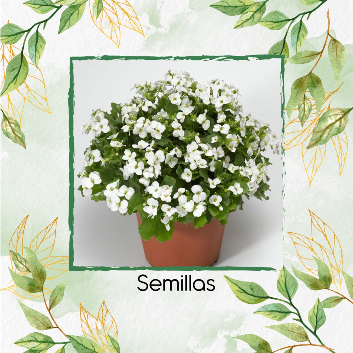 GENERICO - 100 Semillas Orgánicas De Flor Arabis