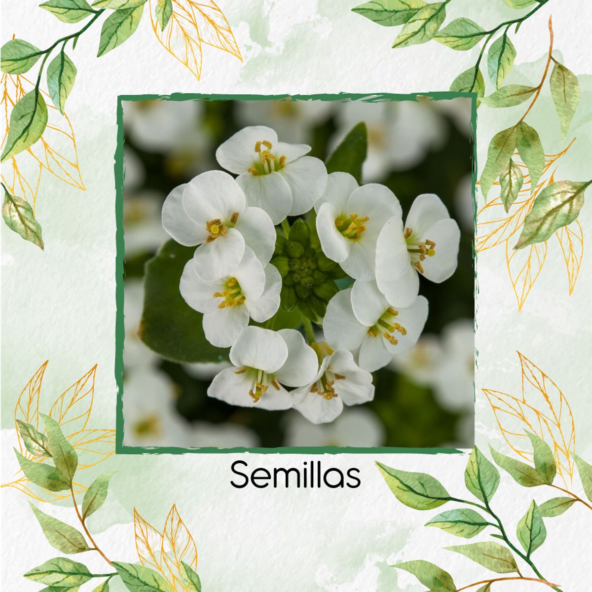 GENERICO - 100 Semillas Orgánicas De Flor Arabis