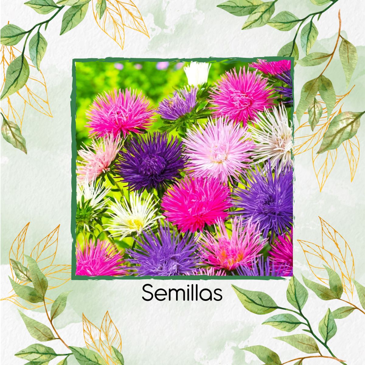 GENERICO - 200 Semillas Orgánicas De Flor Aster Crego Gigante