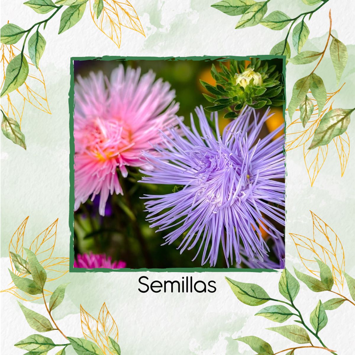 GENERICO - 1.000 Semillas Orgánicas De Flor Aster Crego Gigante