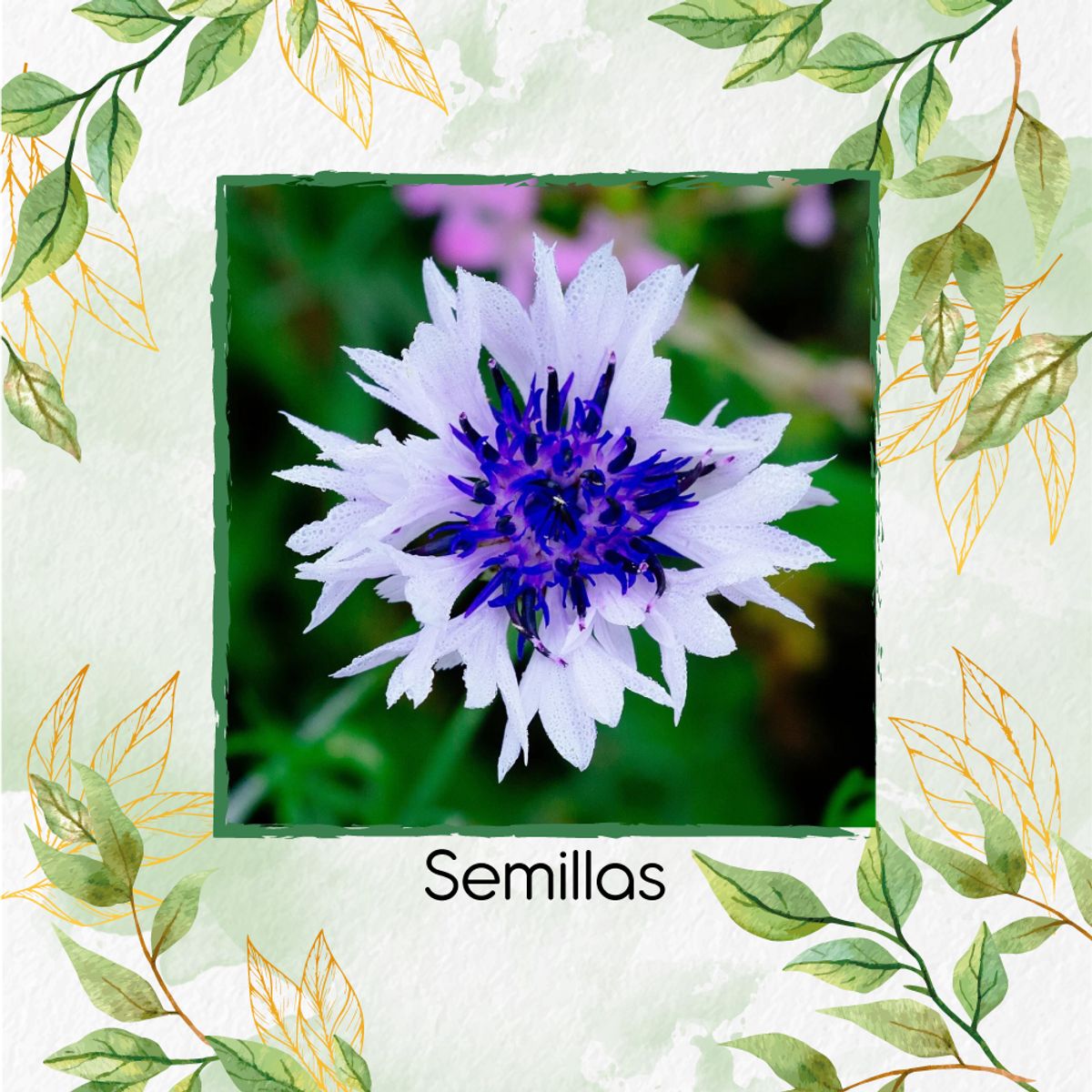 GENERICO - 400 Semillas Orgánicas De Flor Botones De Soltero Mezcla