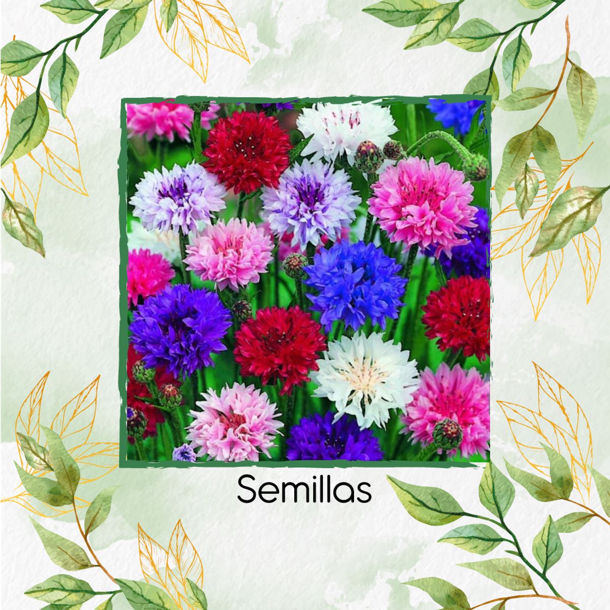 GENERICO - 2.000 Semillas Orgánicas De Flor Botones De Soltero Mezcla