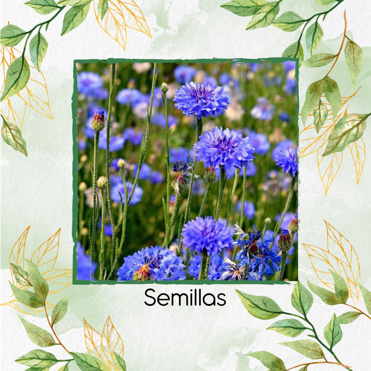 GENERICO - 100 Semillas Orgánicas De Flor Botones De Soltero Azules