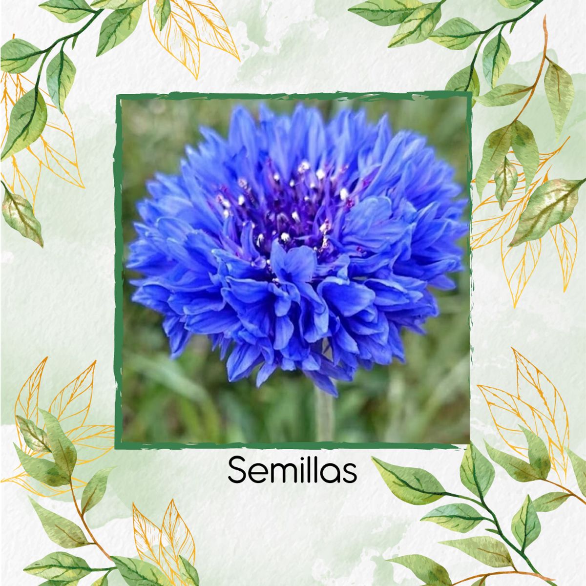 GENERICO - 400 Semillas Orgánicas De Flor Botones De Soltero Azules