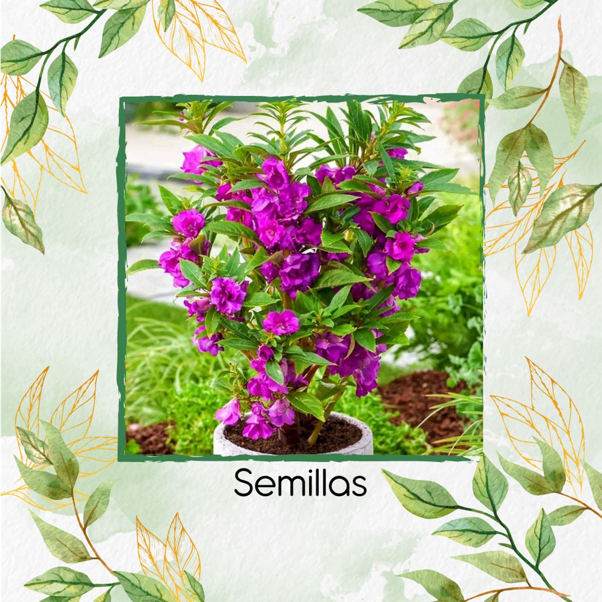 GENERICO - 400 Semillas Orgánicas Flor De Bálsamo