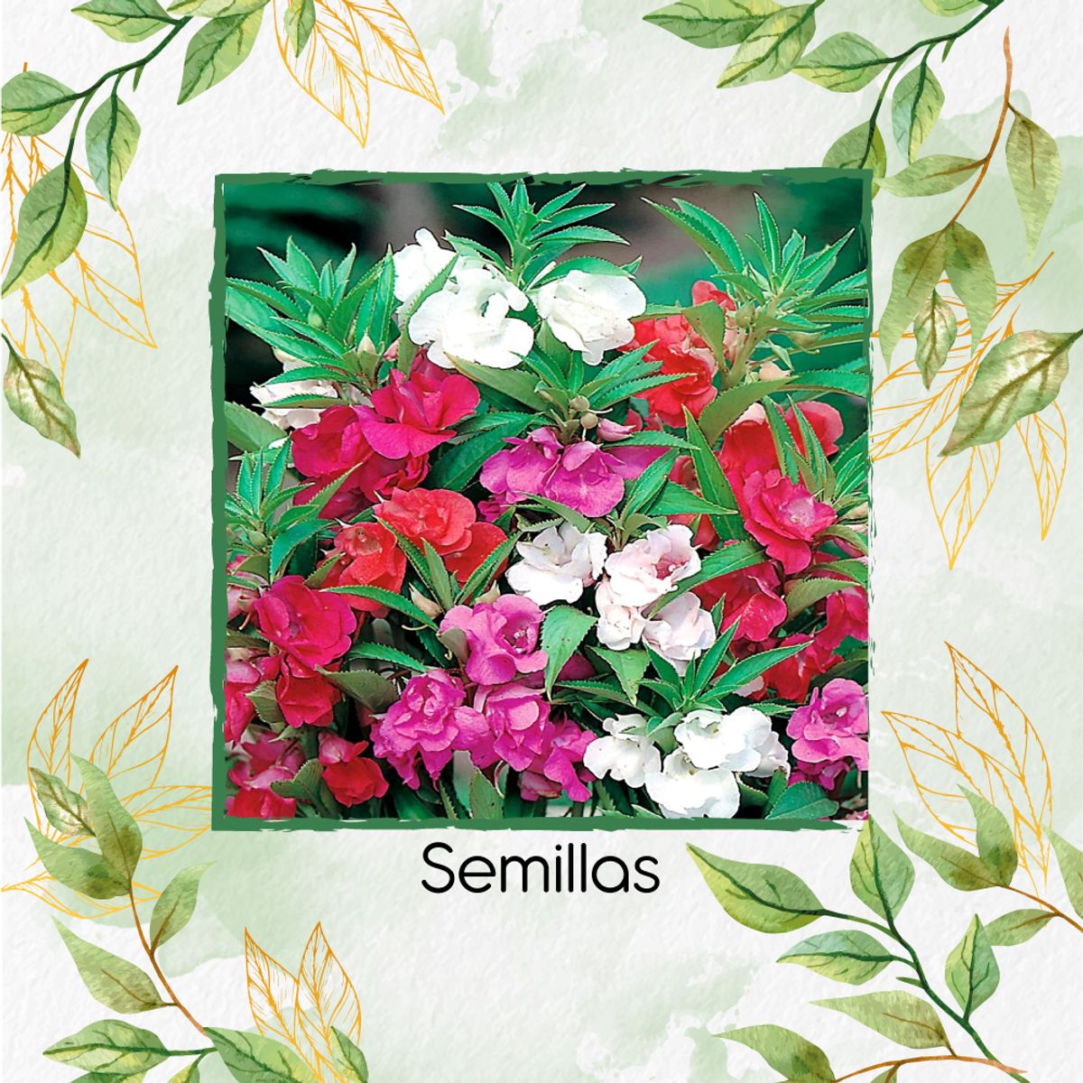 GENERICO - 400 Semillas Orgánicas Flor De Bálsamo