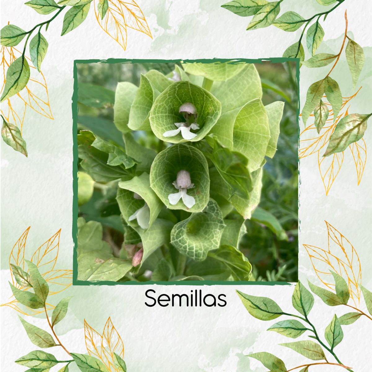 GENERICO - 50 Semillas Orgánicas De Flor Campanas De Irlanda