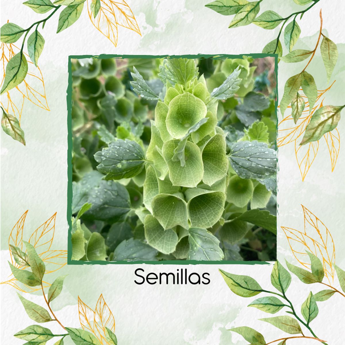 GENERICO - 50 Semillas Orgánicas De Flor Campanas De Irlanda