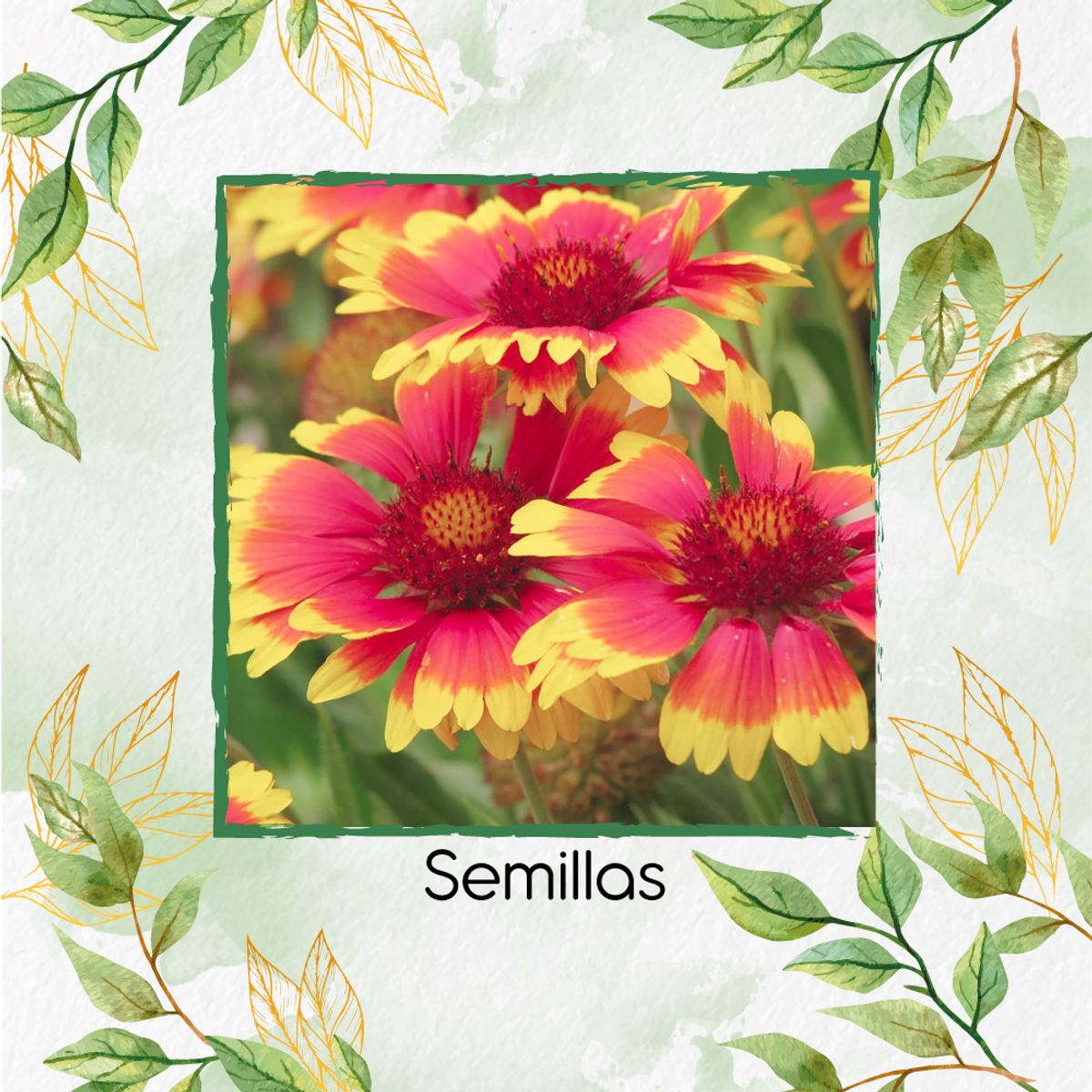 GENERICO - 40 Semillas Orgánicas De Flor Manta De Gallardía