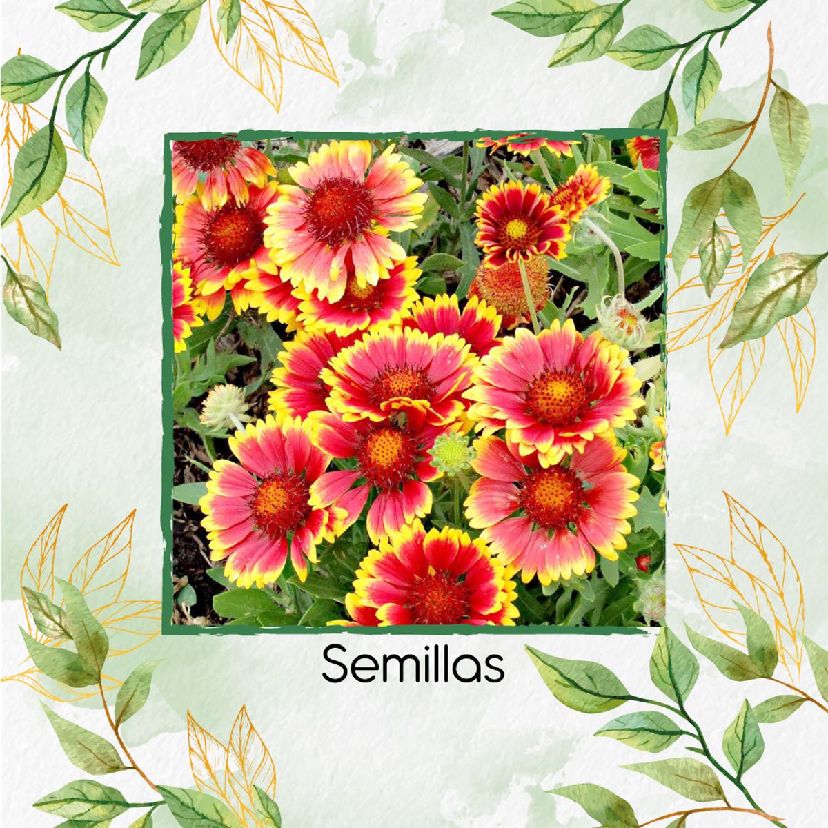 GENERICO - 40 Semillas Orgánicas De Flor Manta De Gallardía