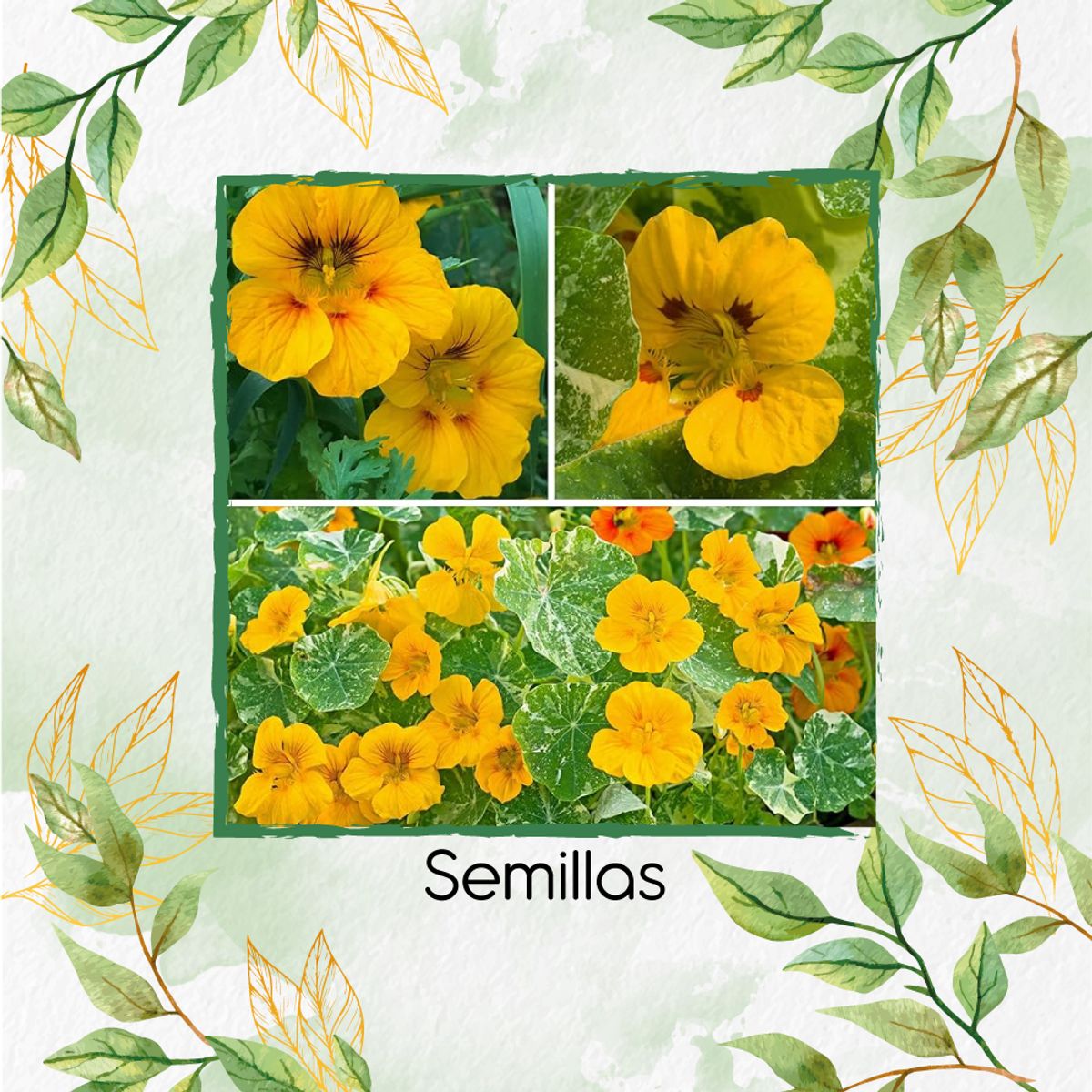 GENERICO - 200 Semillas Orgánicas De Flor Capuchina Dorada