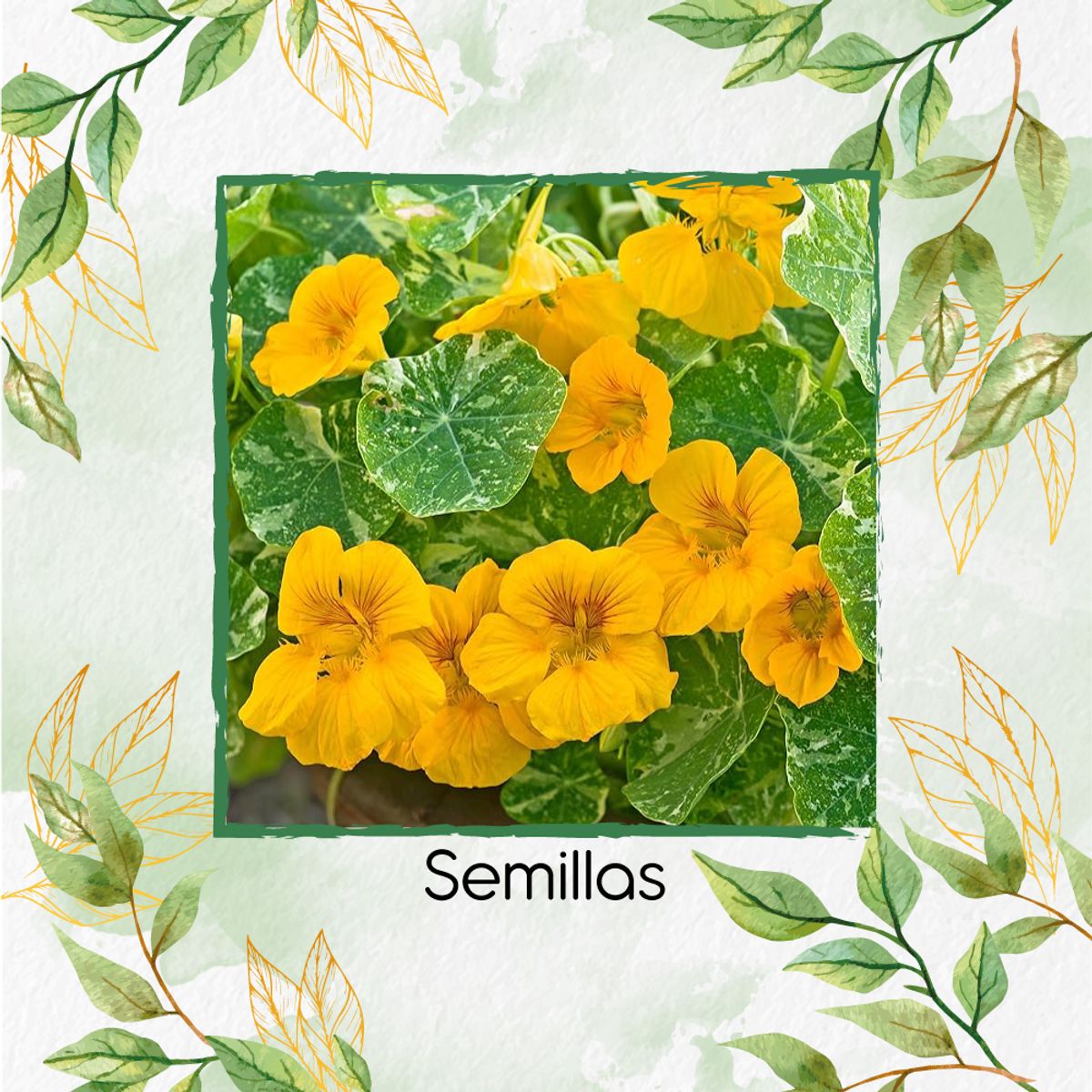 GENERICO - 200 Semillas Orgánicas De Flor Capuchina Dorada