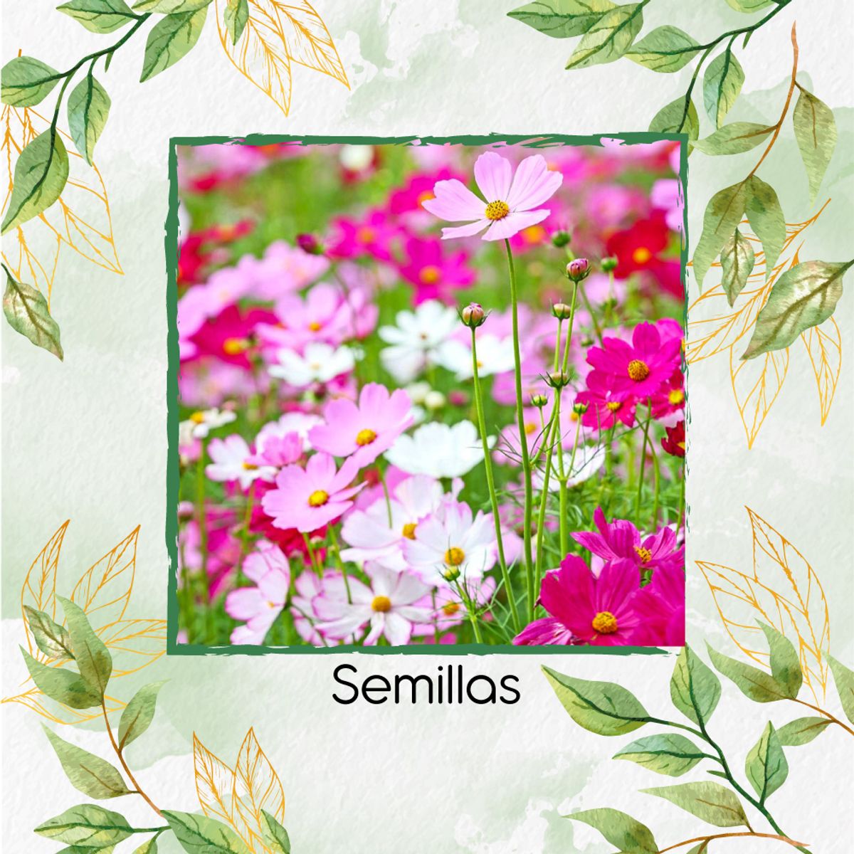 GENERICO - 75 Semillas Orgánicas De Flor Cosmos Sensación