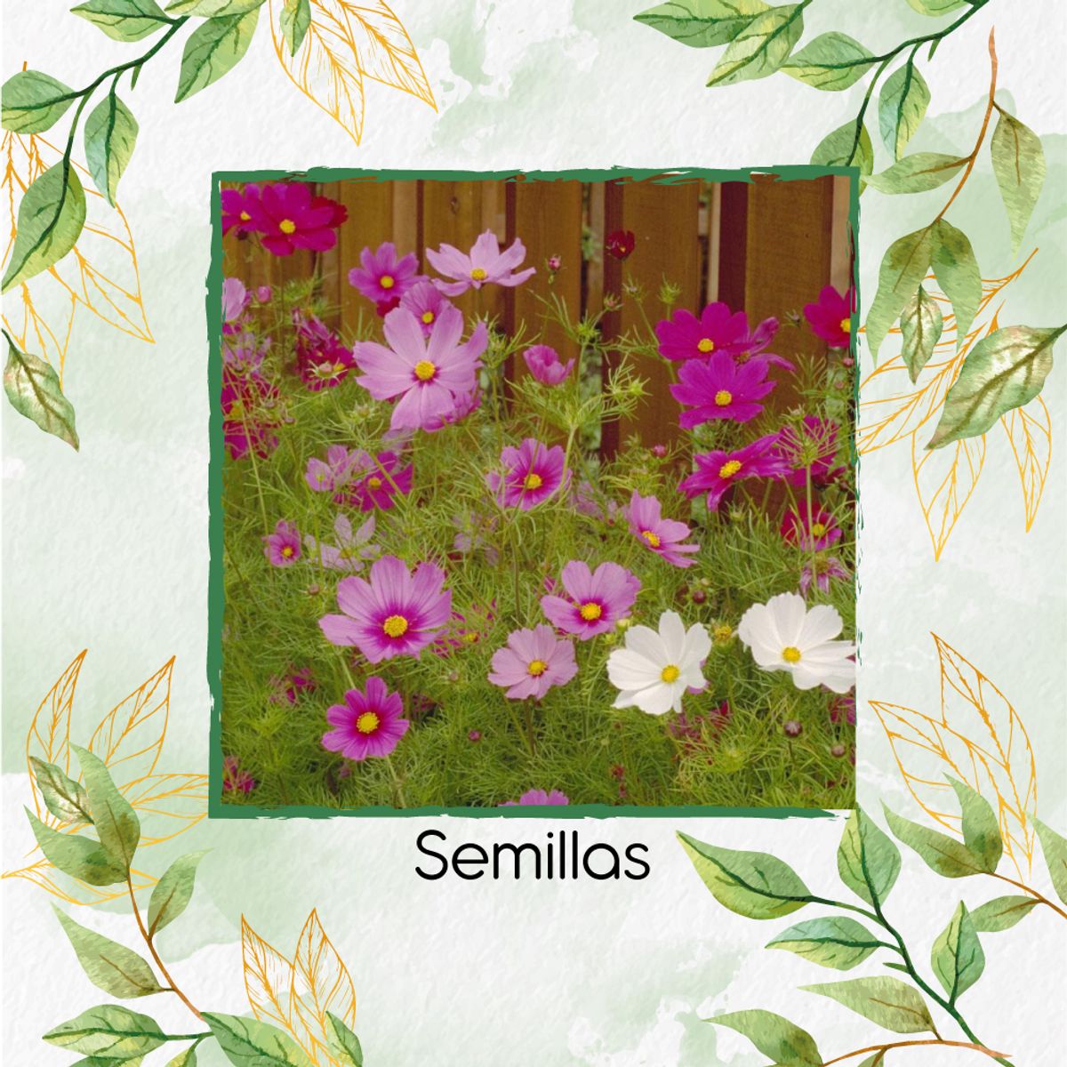 GENERICO - 75 Semillas Orgánicas De Flor Cosmos Sensación