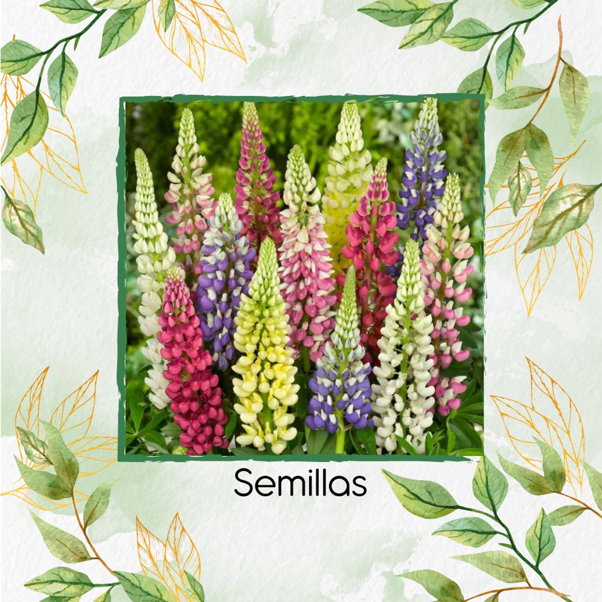 GENERICO - 700 Semillas Orgánicas De Flor Lupino Rusell