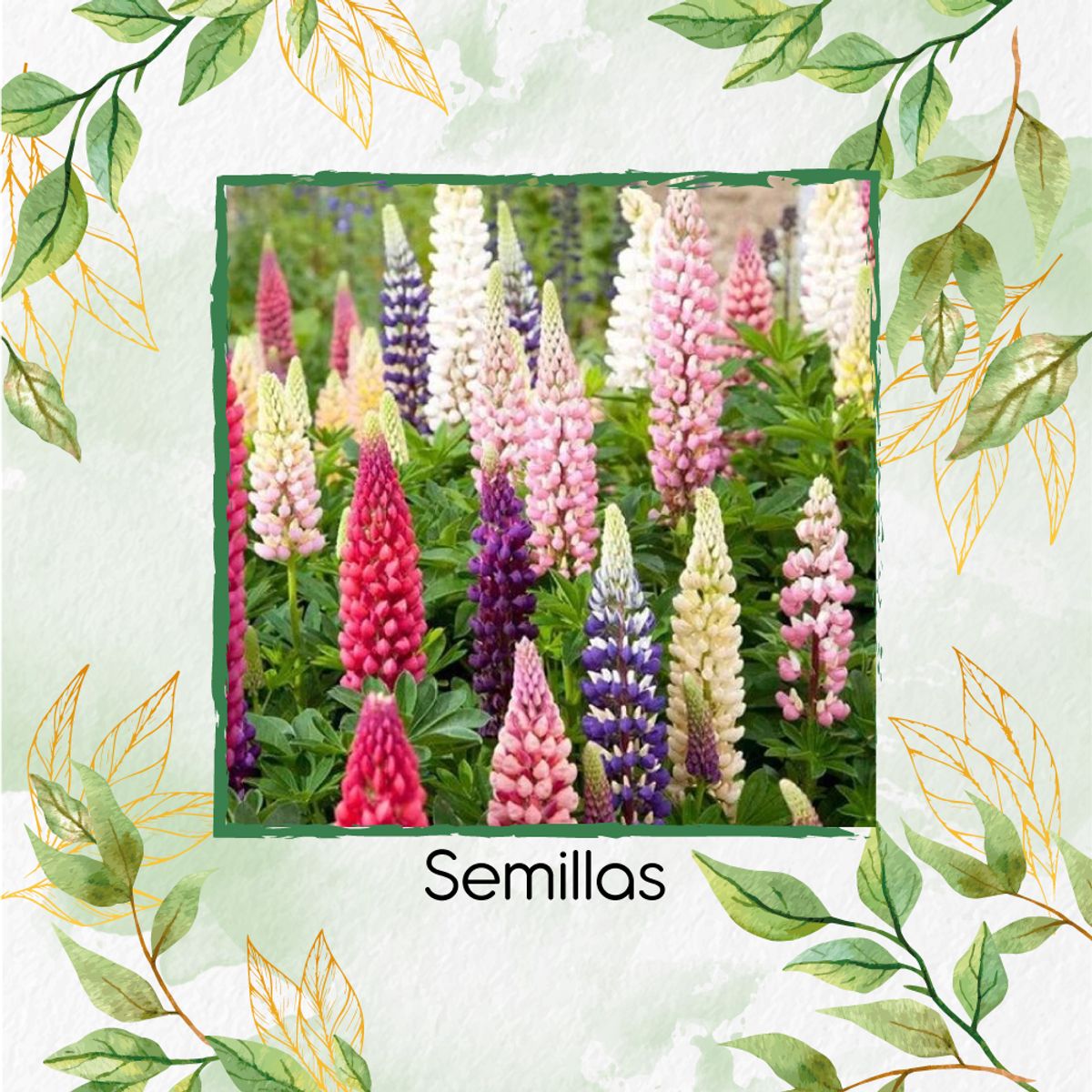 GENERICO - 700 Semillas Orgánicas De Flor Lupino Rusell