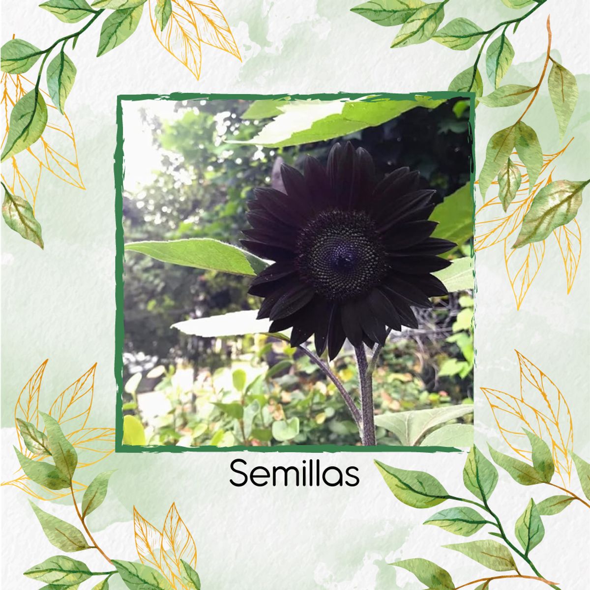 GENERICO - 80 Semillas De Flor Girasol Negro Y Otros Mix