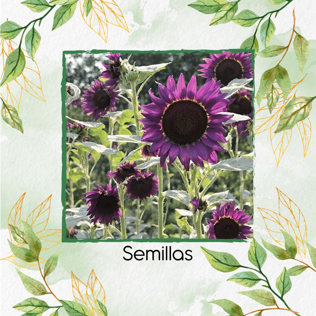 GENERICO - 80 Semillas De Flor Girasol Negro Y Otros Mix