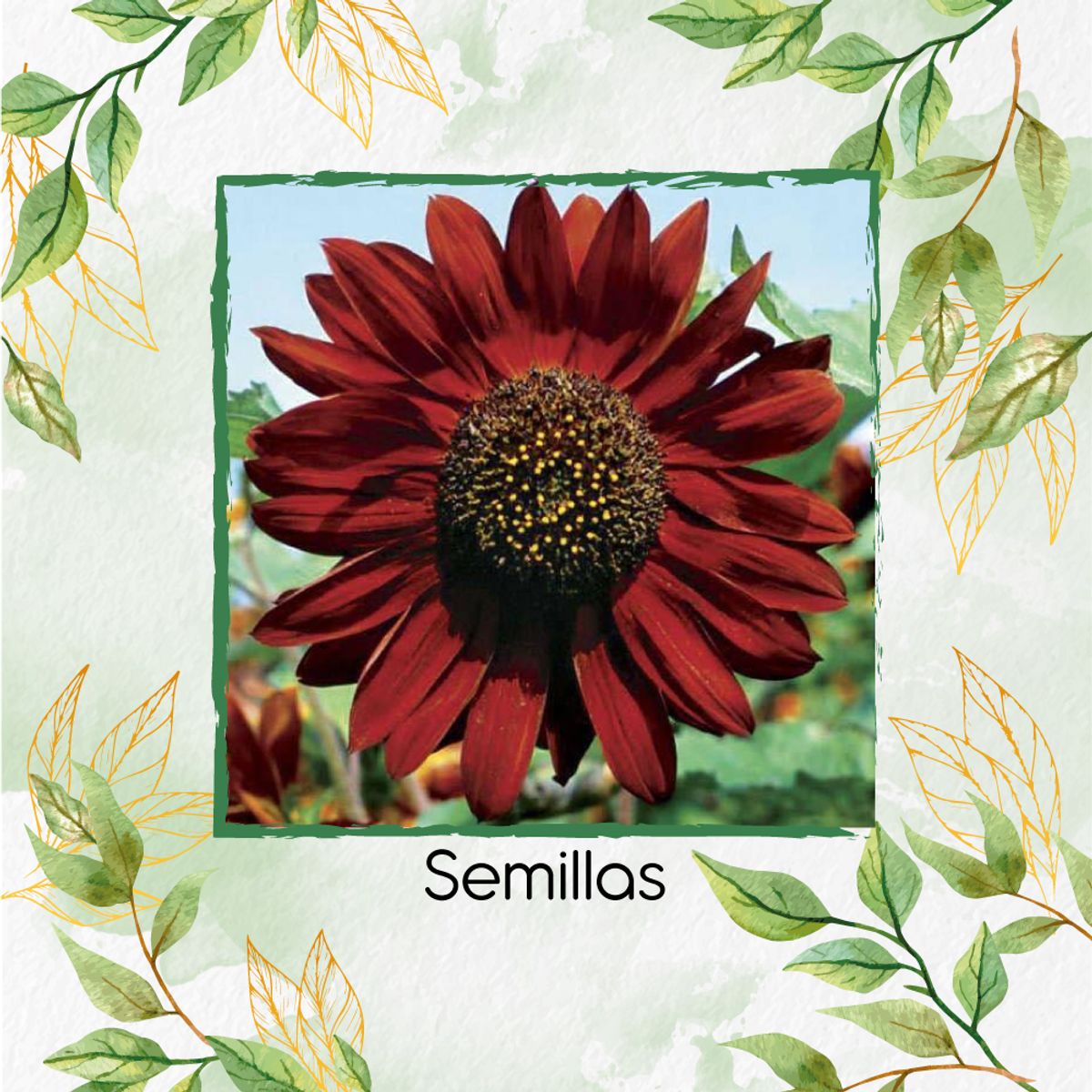 GENERICO - 10 Semillas Orgánicas De Flor Girasol Velvet Queen